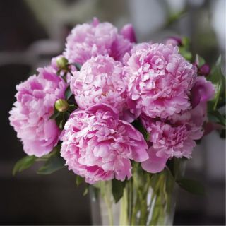 Monsieur Jules Elie Peony Thumbnail